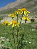 Senecio taraxacifolius