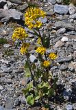 Ligularia thomsonii. Цветущее растение. Таджикистан, Фанские горы, перевал Лаудан, ≈ 3600 м н.у.м., каменистый склон. 04.08.2017.