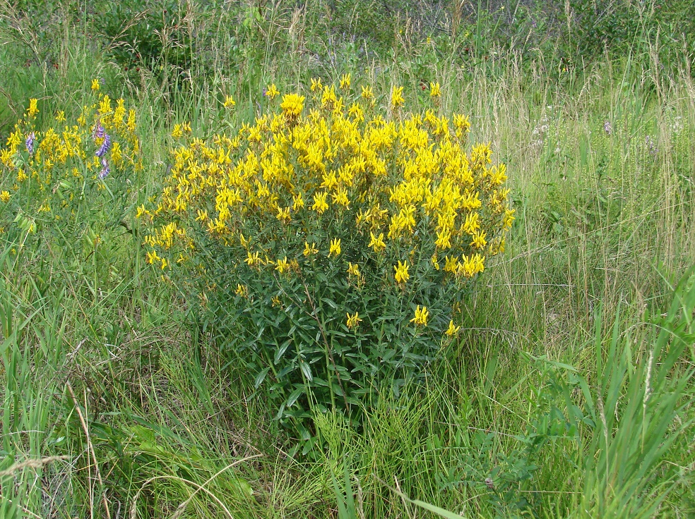 Изображение особи Genista tinctoria.