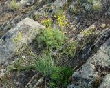 Bupleurum bicaule