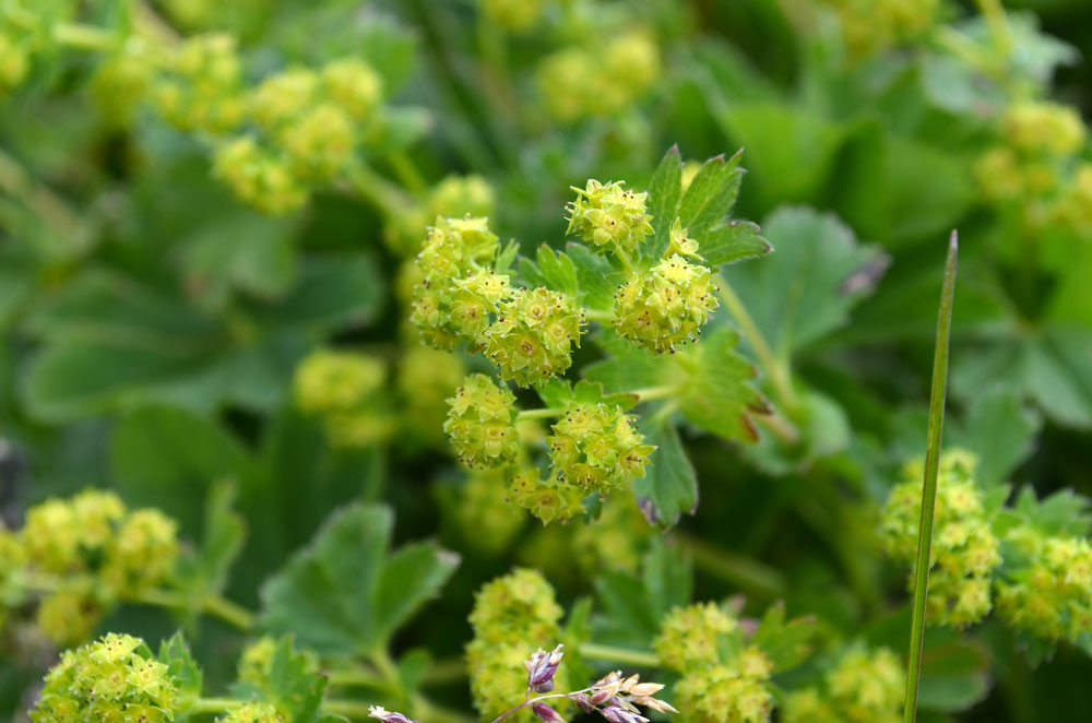 Изображение особи род Alchemilla.