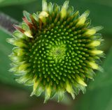 Echinacea purpurea