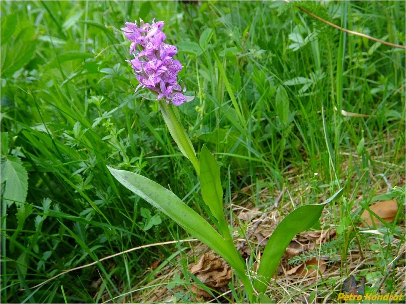 Изображение особи род Dactylorhiza.