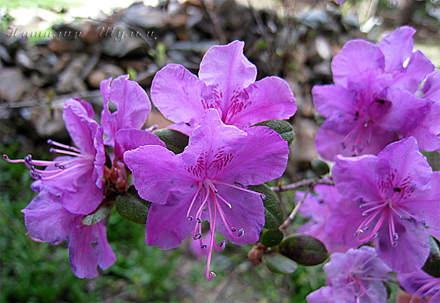 Image of Rhododendron ledebourii specimen.