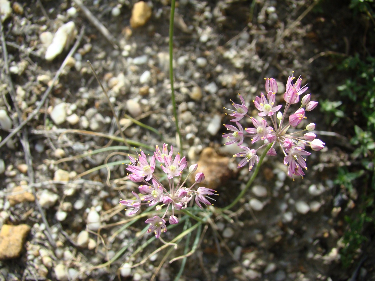 Изображение особи Allium gracillimum.