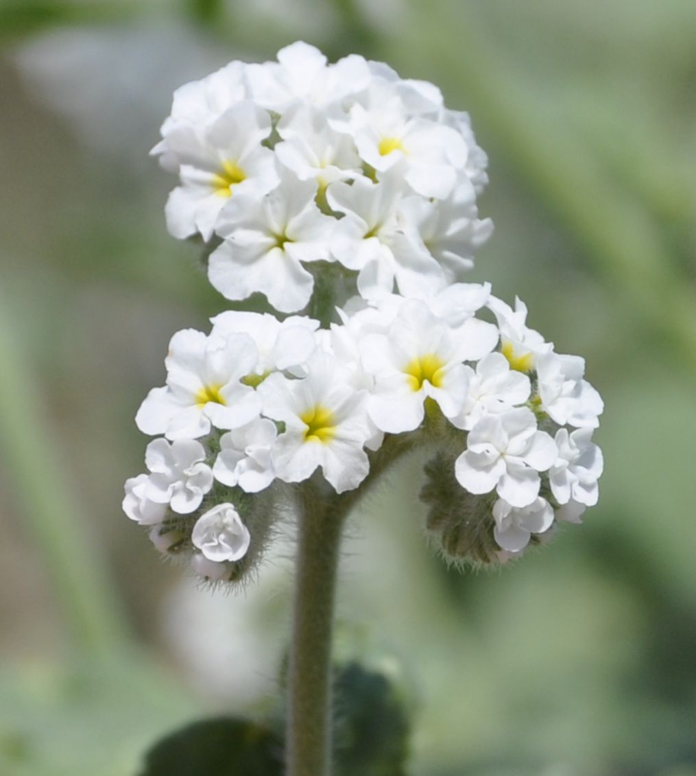 Изображение особи Heliotropium hirsutissimum.