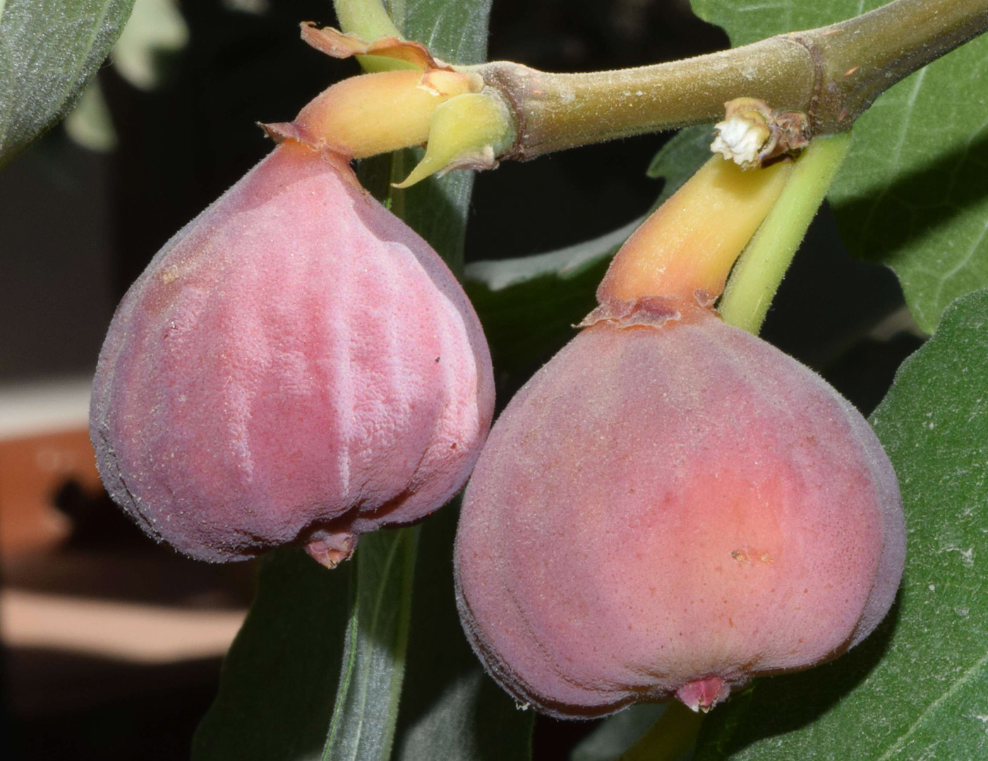 Изображение особи Ficus carica.