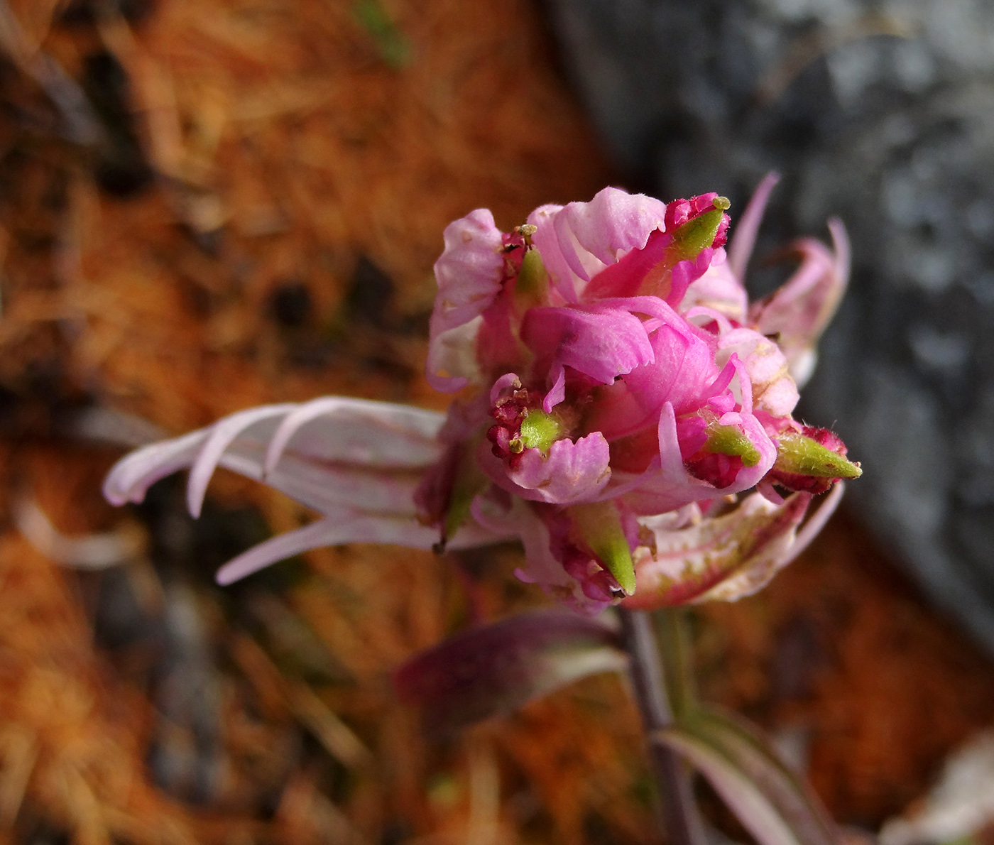 Изображение особи Castilleja elegans.