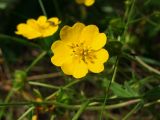 Potentilla chrysantha