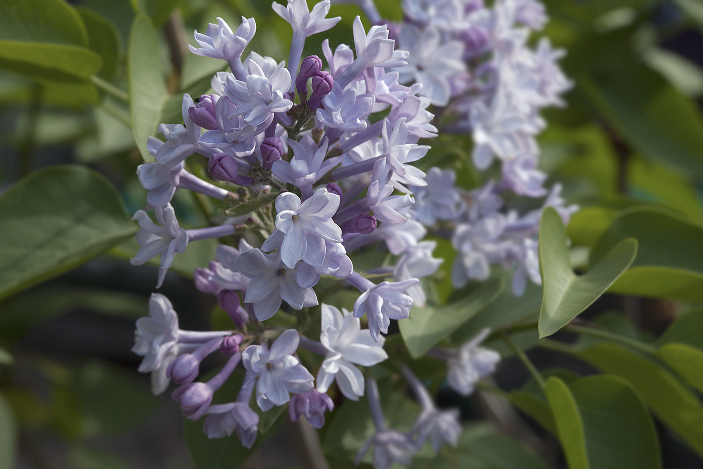 Изображение особи Syringa vulgaris.