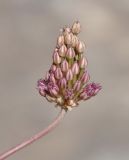 Allium curtum