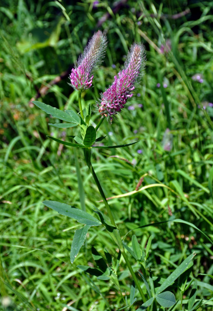 Изображение особи Trifolium rubens.