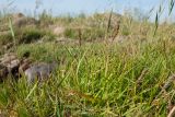 Plantago maritima