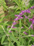 Salvia leucantha. Верхушка побега с соцветием. США, Калифорния, Сан-Франциско, в озеленении. 15.02.2017.