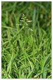 Poa annua