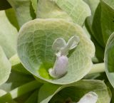 Moluccella laevis