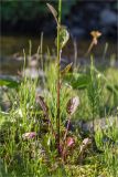 Barbarea stricta