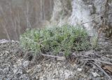 Artemisia campestris