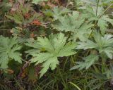 Geranium erianthum. Прикорневой лист. Камчатский край, Елизовский р-н, природный парк \"Вулканы Камчатки\", кордон Центральный, ур. Медвежья Тундра, берег реки Горячая, луг. 21.08.2022.