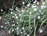 Stellaria ruscifolia. Цветущее растение. Магаданская обл., Ольский р-н, побережье Охотского моря, мыс Нюкля. 24.07.2008.