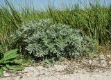 Artemisia absinthium