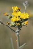 Pilosella procera. Соцветия. Южный Казахстан, верховья Арыси. 21.06.2011.