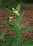 Vincetoxicum hirundinaria. Верхушка цветущего растения Vincetoxicum laxum (Bartl.) Gren. et Godr. Крым, южный берег, окр. Мисхора, сосновый лес. 28 мая 2012 г.