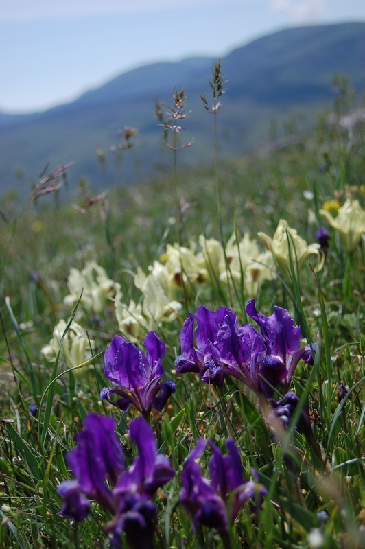 Изображение особи Iris pumila.