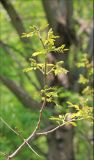 Robinia pseudoacacia. Веточки с распускающейся листвой. Черноморское побережье Кавказа, окр. Новороссийска, близ мыса Шесхарис, у обочины грунтовой дороги (одичалое). 1 мая 2012 г.