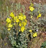 Verbascum undulatum. Цветущее растение в петрофитной степи. Севастополь, Караньское плато. 10.05.2013.