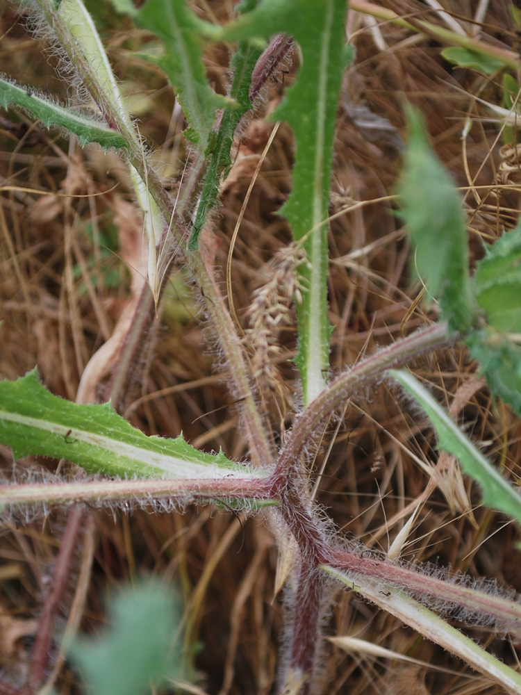 Изображение особи Centaurea benedicta.