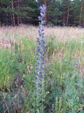 Echium vulgare