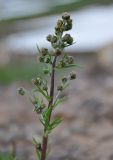 Artemisia arctica