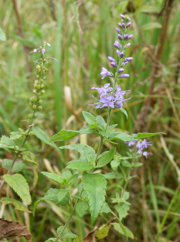 Изображение особи Veronica longifolia.