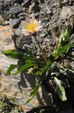 Taraxacum lilacinum