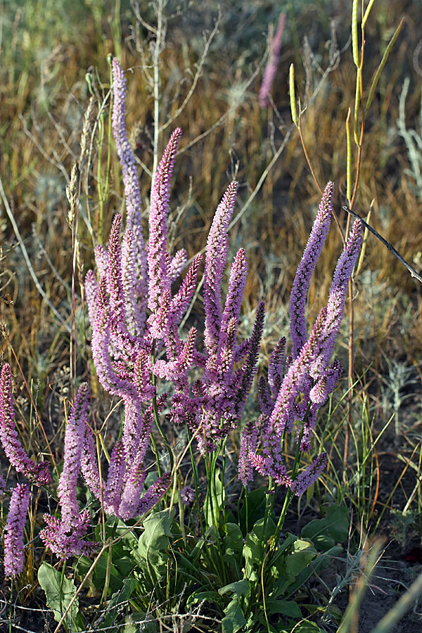 Изображение особи Psylliostachys suworowii.