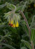 Onosma frutescens