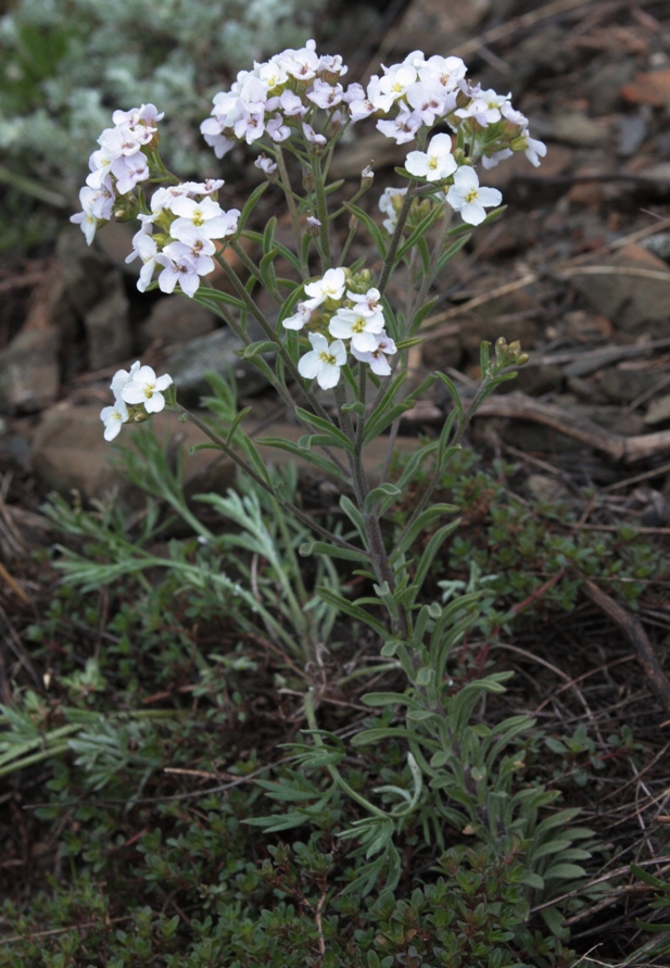 Изображение особи Stevenia incarnata.