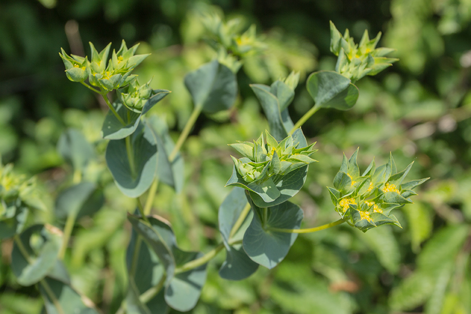 Изображение особи Bupleurum rotundifolium.