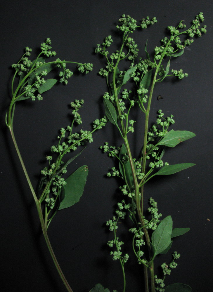 Изображение особи Chenopodium suecicum.