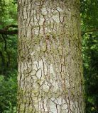 Abies procera форма glauca. Ствол взрослого дерева. Чехия, Пругонице (Průhonice), дендрологический парк. 29.07.2014.