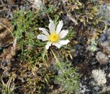 Pulsatilla tenuiloba