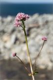 Valeriana sambucifolia. Верхушка цветущего растения. Мурманская обл., п-ов Рыбачий, побережье Большой Волоковой губы, луговинка среди камней на берегу ручья. 30.07.2015.