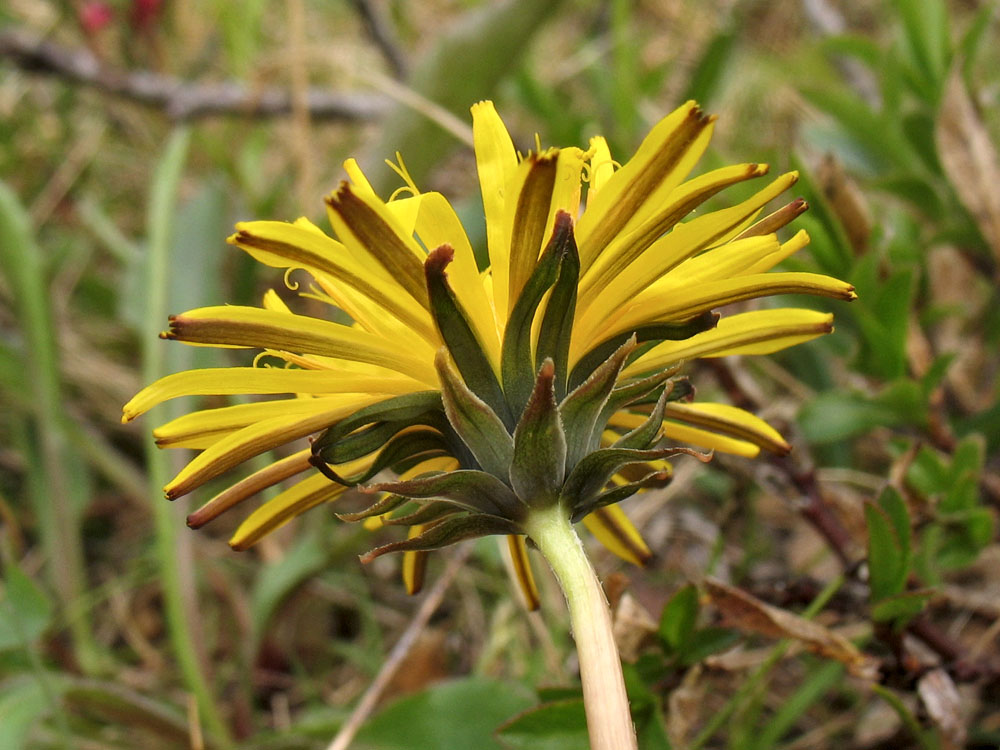 Изображение особи Taraxacum croceum.