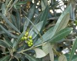 Olea europaea. Верхушка веточки с соплодием с незрелыми плодами. Бельгия, Брюссель, уличное озеленение. Октябрь 2015 г.