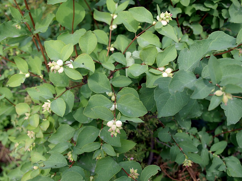 Изображение особи Symphoricarpos albus var. laevigatus.