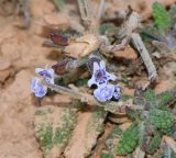 Salvia aegyptiaca