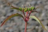 Euphorbia davidii