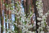 Prunus spinosa