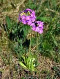 Primula farinosa